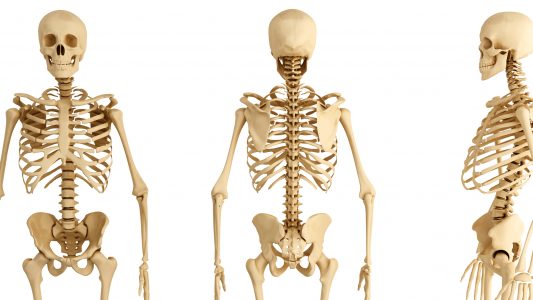 Das menschliche Skelett