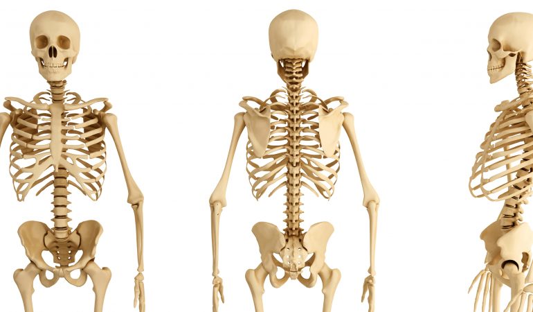 Das menschliche Skelett