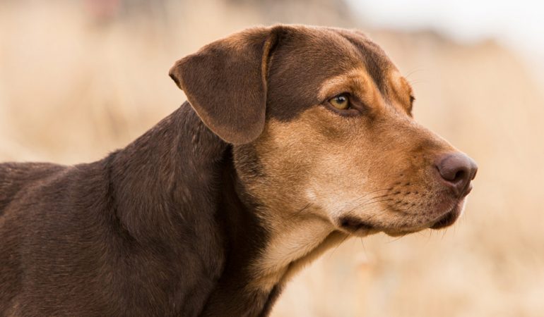 Im Kopf eines Hundes