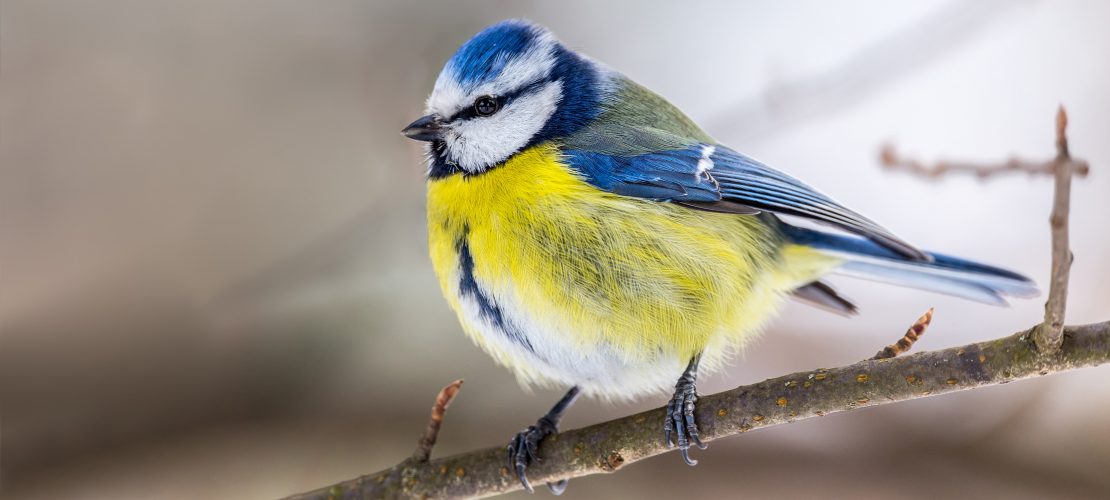 Schlafen, ruhen, aufplustern