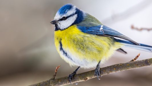 Schlafen, ruhen, aufplustern