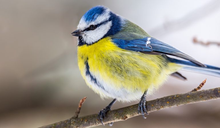 Schlafen, ruhen, aufplustern