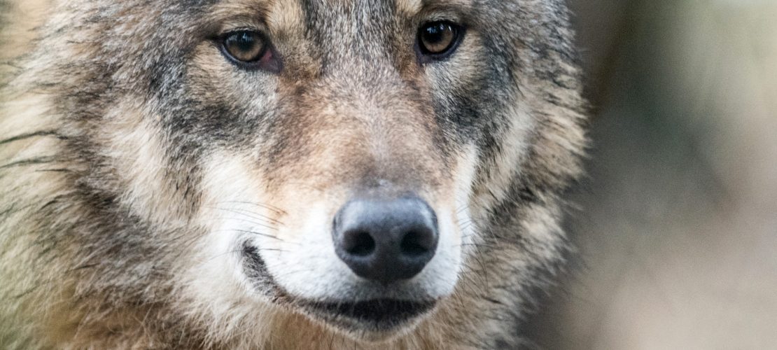 Schafe im Wolfspelz?