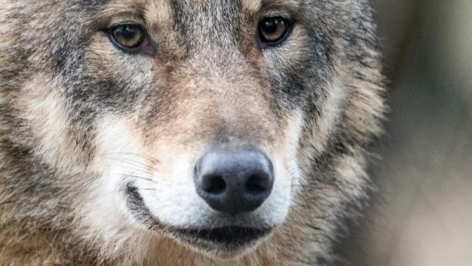 Schafe im Wolfspelz?