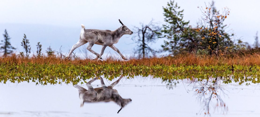 Eine Kindheit in freier Wildbahn – „Ailos Reise“