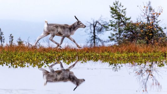 Eine Kindheit in freier Wildbahn – „Ailos Reise“
