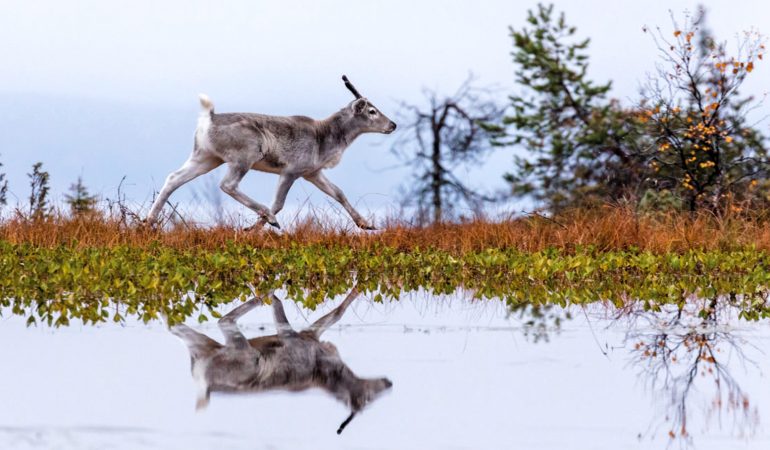 Eine Kindheit in freier Wildbahn – „Ailos Reise“