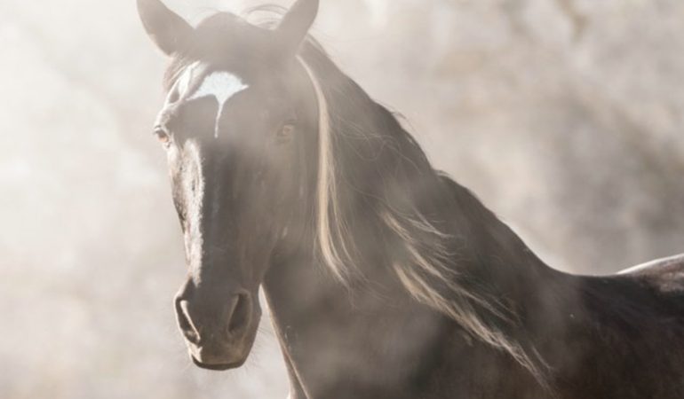 Ostwind reitet wieder