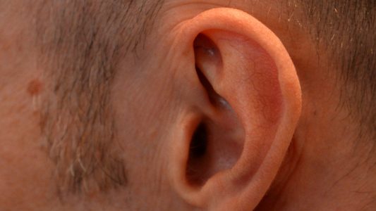 Wie das Fell einer Trommel – Das Ohr