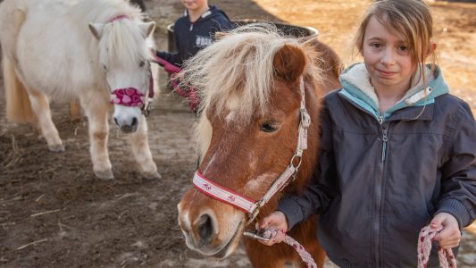 Trippel Trappel Trippel Trappel Pony