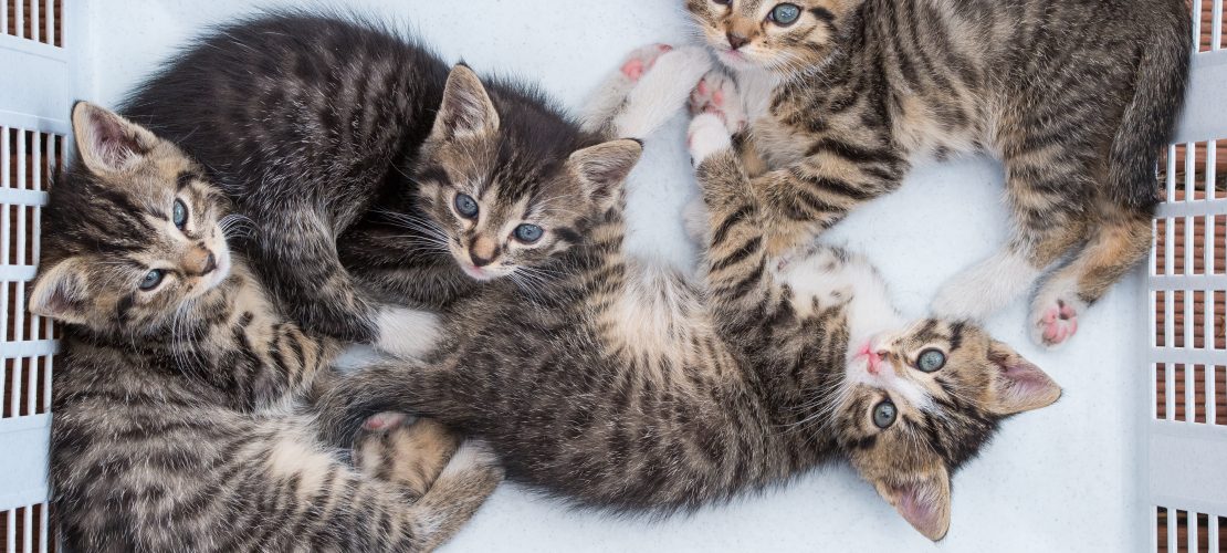 Von Nestflüchtern und Nesthockern