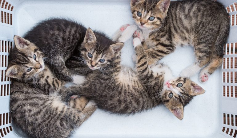 Von Nestflüchtern und Nesthockern