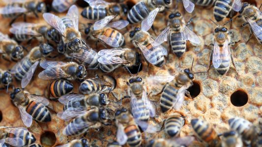 Nickerchen in der Wabe