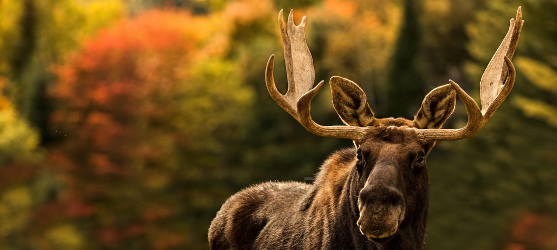 Zuhause beim König der Wälder – Schweden