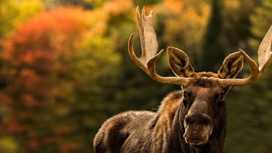 Zuhause beim König der Wälder – Schweden