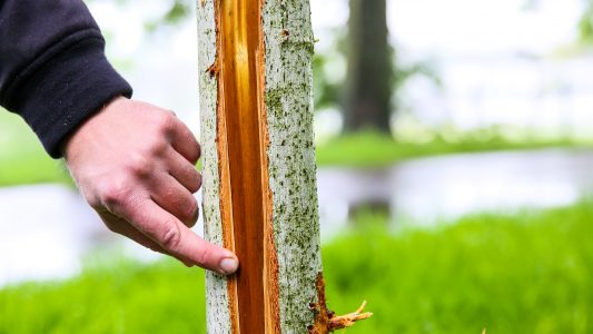 Unterwegs mit dem Baumkontrolleur