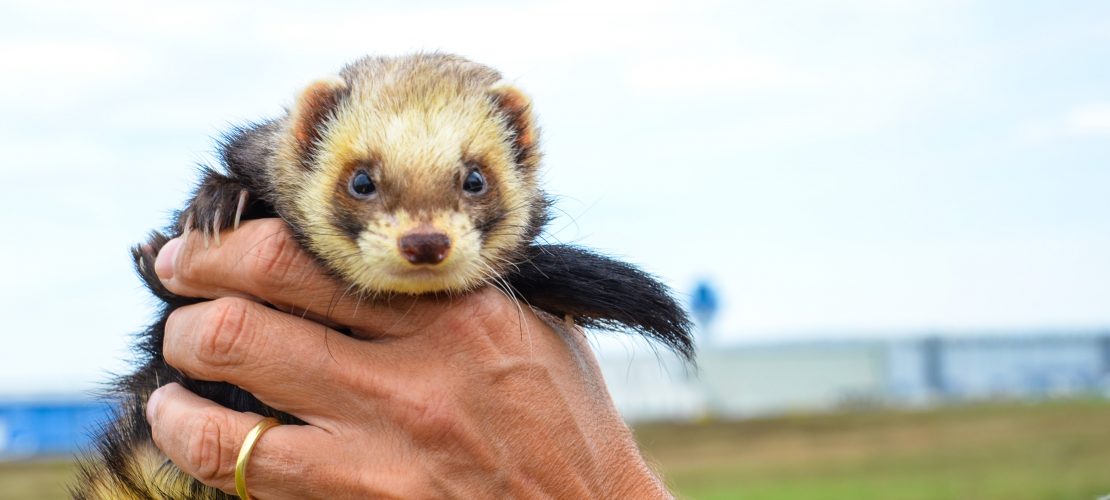 Tierische Helfer