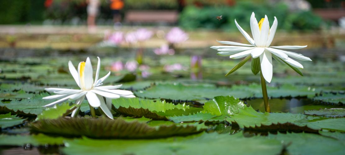 Schwimmende Schönheit – Seerosen