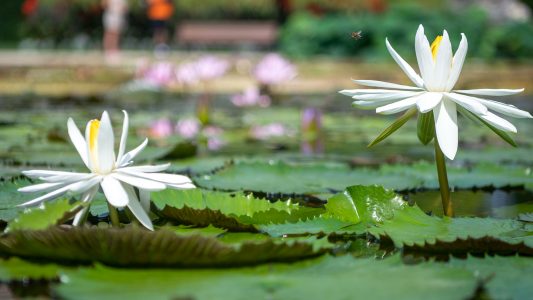 Schwimmende Schönheit – Seerosen