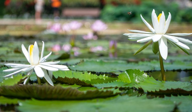Schwimmende Schönheit – Seerosen