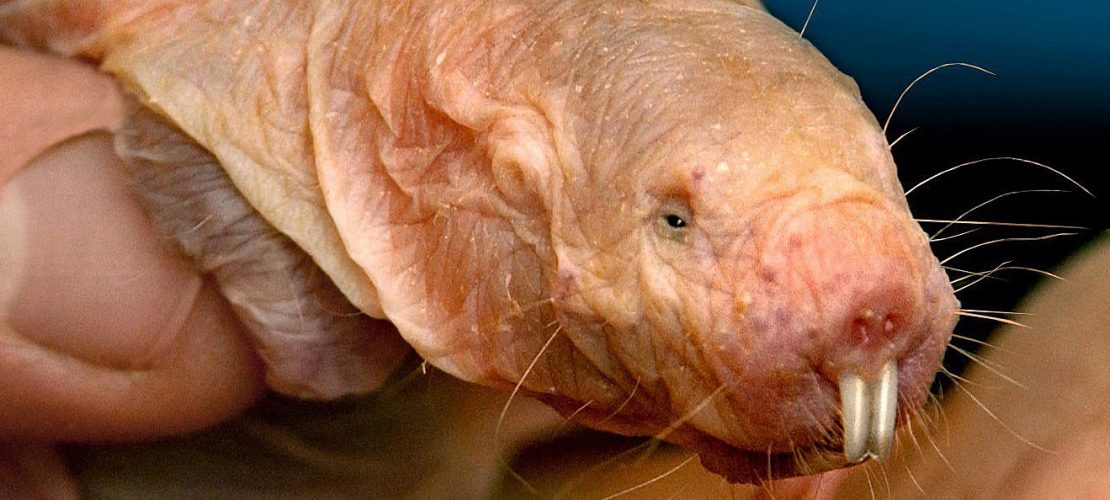 Nagetier mit Superkräften – Nacktmulle