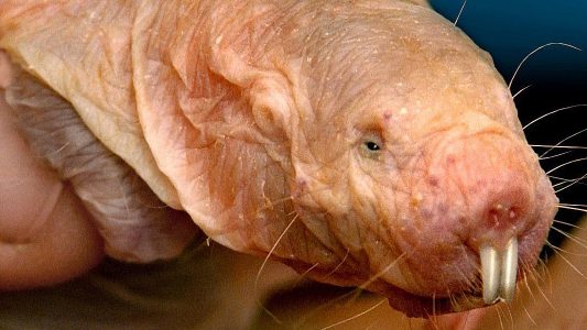 Nagetier mit Superkräften – Nacktmulle