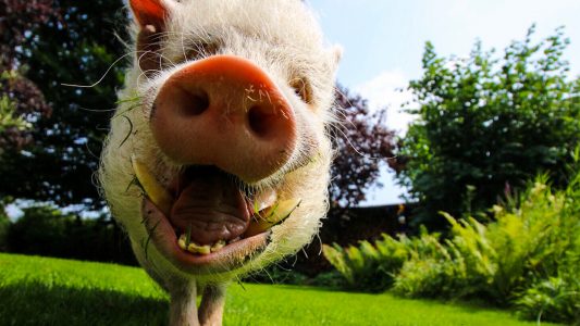 Darf ich dir helfen?