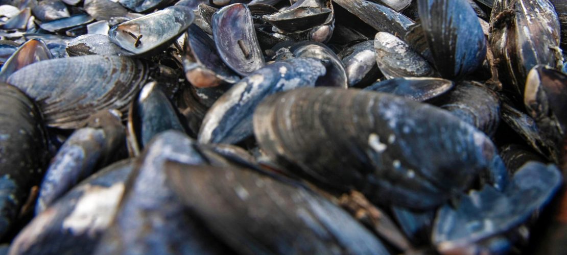 Schätze aus den Tiefen des Meers – Muscheln
