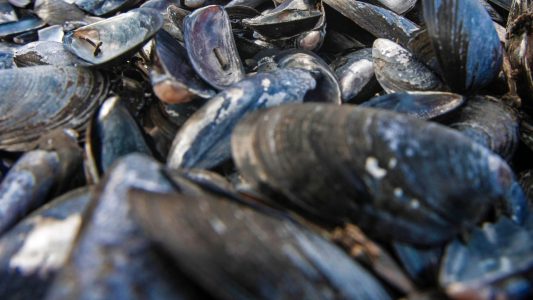 Schätze aus den Tiefen des Meers – Muscheln