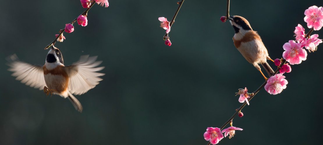 Rückwärts fliegen – Kolibris