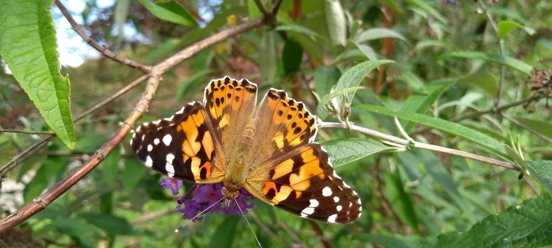 Der Distelfalter flattert bis nach Afrika