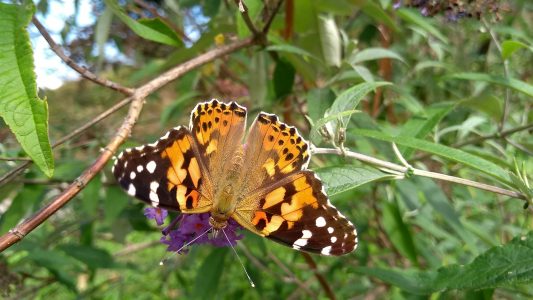 Der Distelfalter flattert bis nach Afrika