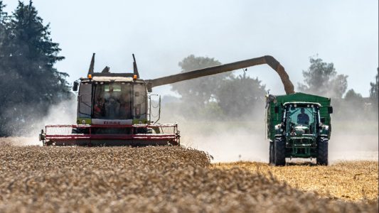 Tausend kleine Stroh-Schnipsel