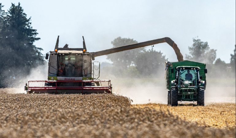 Tausend kleine Stroh-Schnipsel