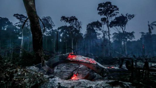 Feuer im Regenwald beeinflussen Klimawandel