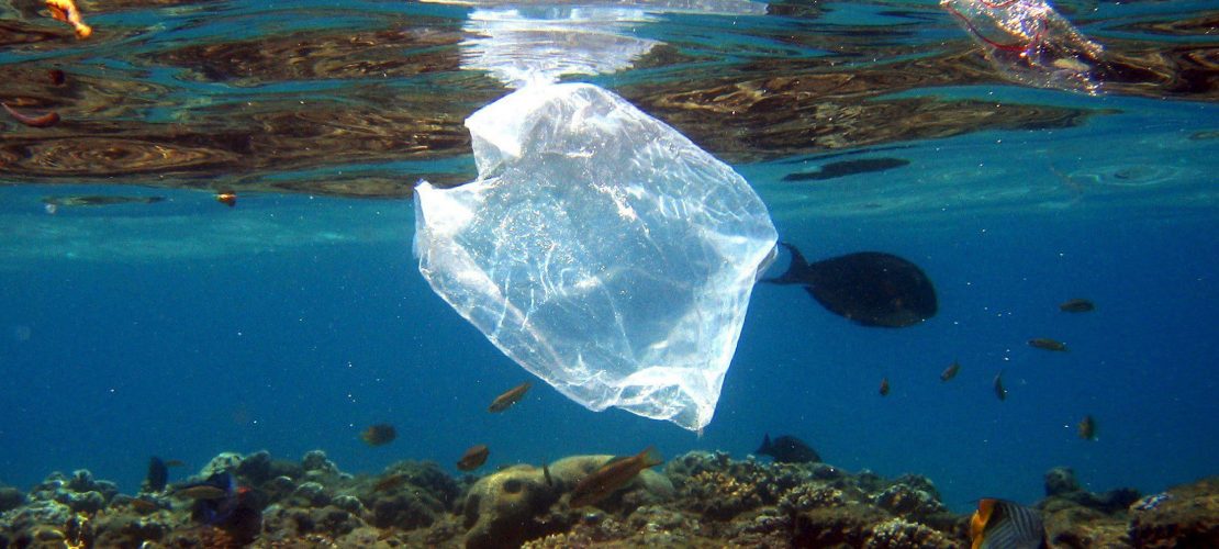 Muscheln, Fische, Sand und Plastikmüll