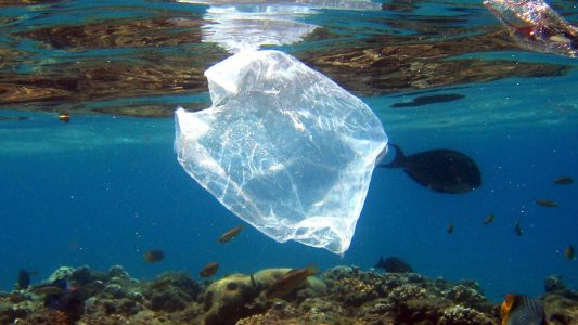 Muscheln, Fische, Sand und Plastikmüll