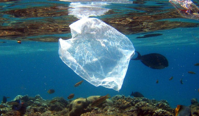 Muscheln, Fische, Sand und Plastikmüll