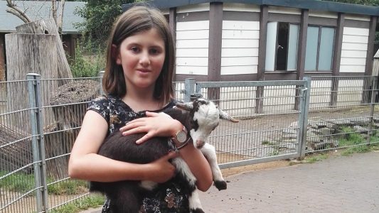 Exotische Vögel und süße Ziegen