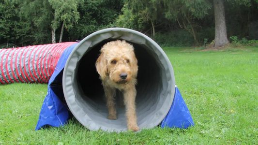 „Elmo vertraut mir jetzt total“