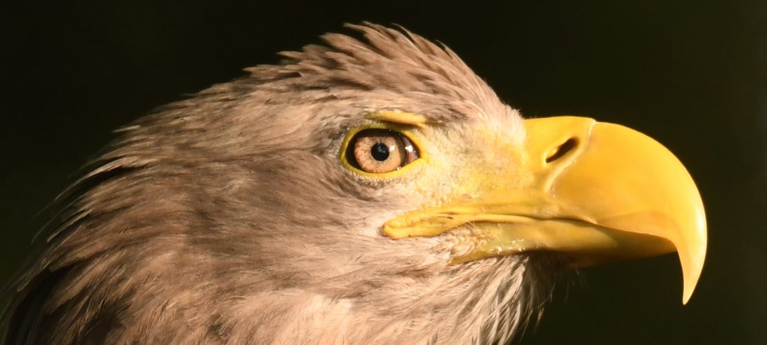 Die Könige der Lüfte