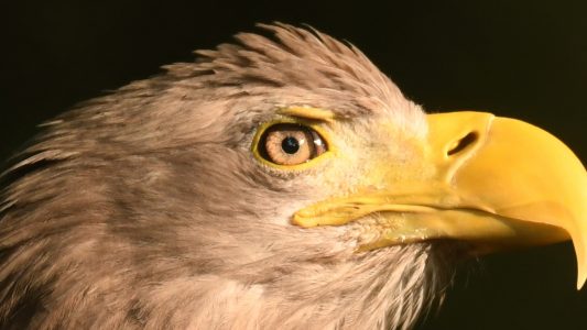 Die Könige der Lüfte