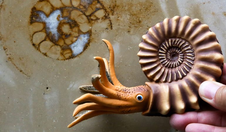 Die Kölner Vorfahren der Dinos