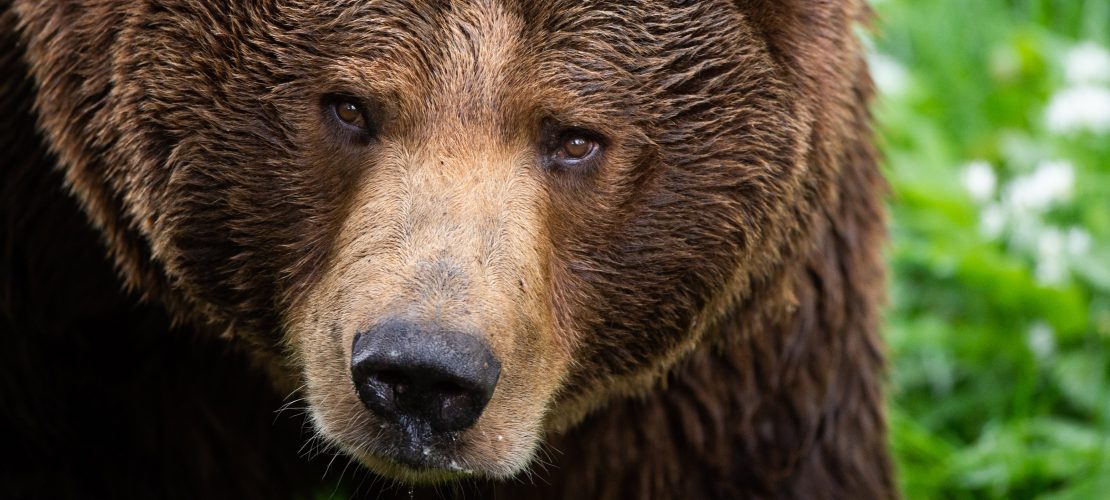 Hallo Bär