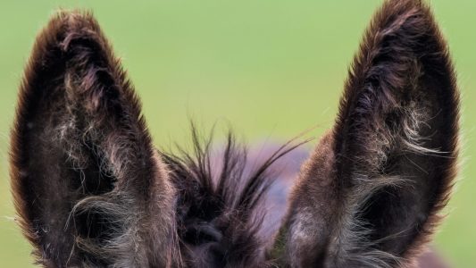 Dummer Esel? Von wegen!