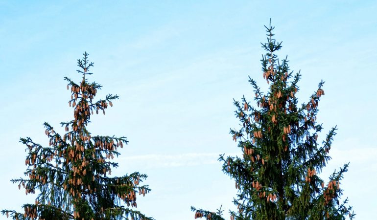Was ist das denn? – Dudas Adventskalender