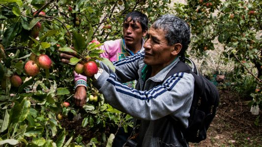 Die Äpfel haben Jhonny gerettet