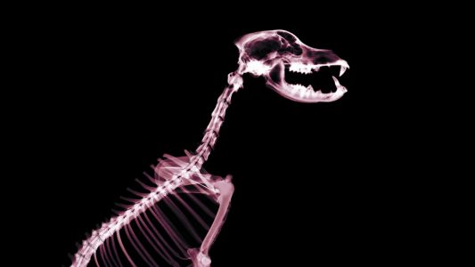 Entdeckung der Zauberstrahlen