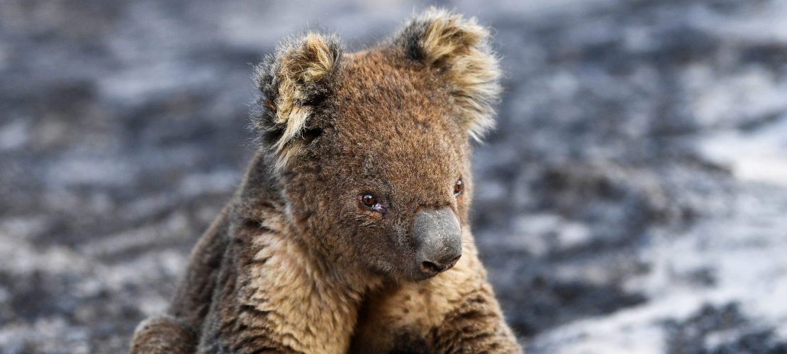Koalas in großer Not