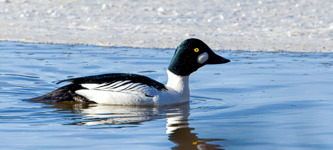 Klein und gefährlich